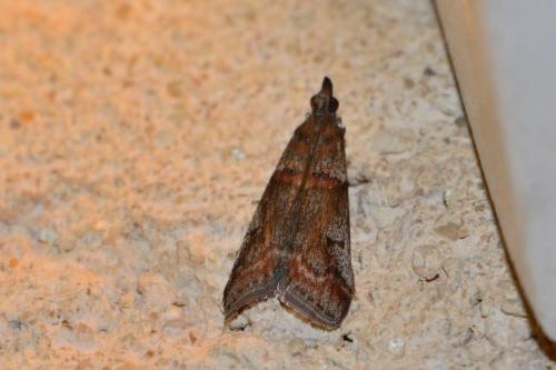 Réf. 202 778 : Acrobasis obliqua